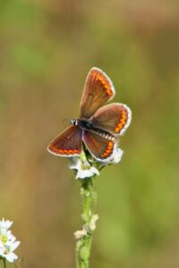 dream of a butterfly